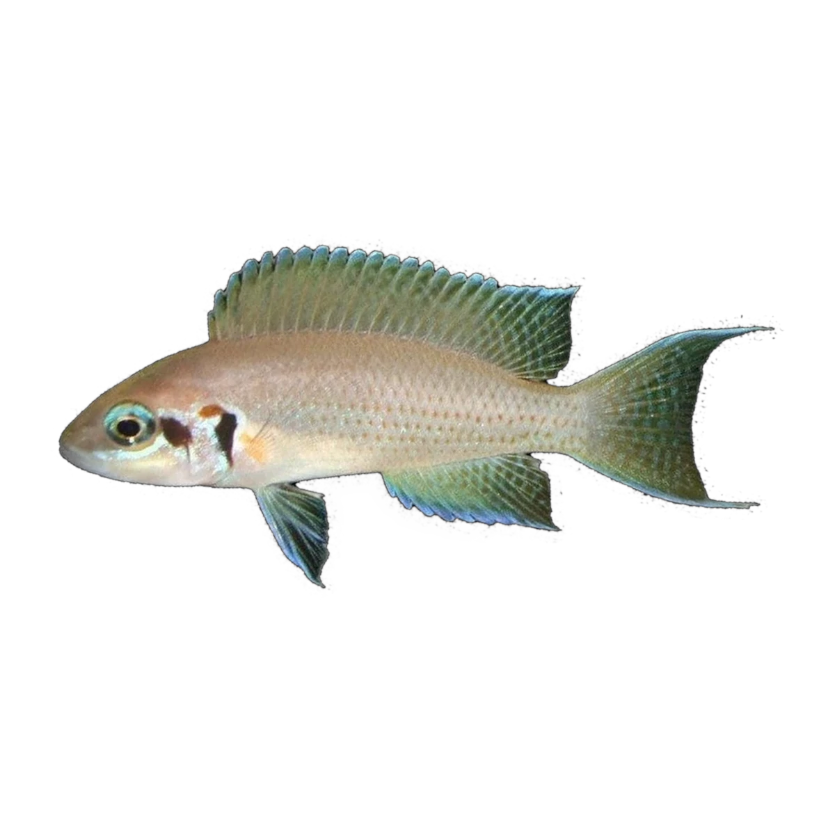 Brichardi Cichlid – Neolamprologus brichardi