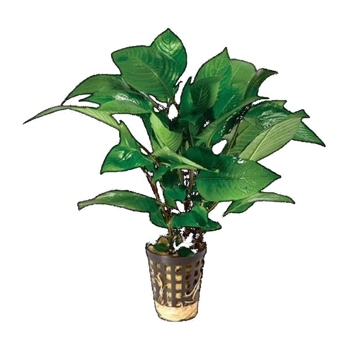 Broad Corymbosa
