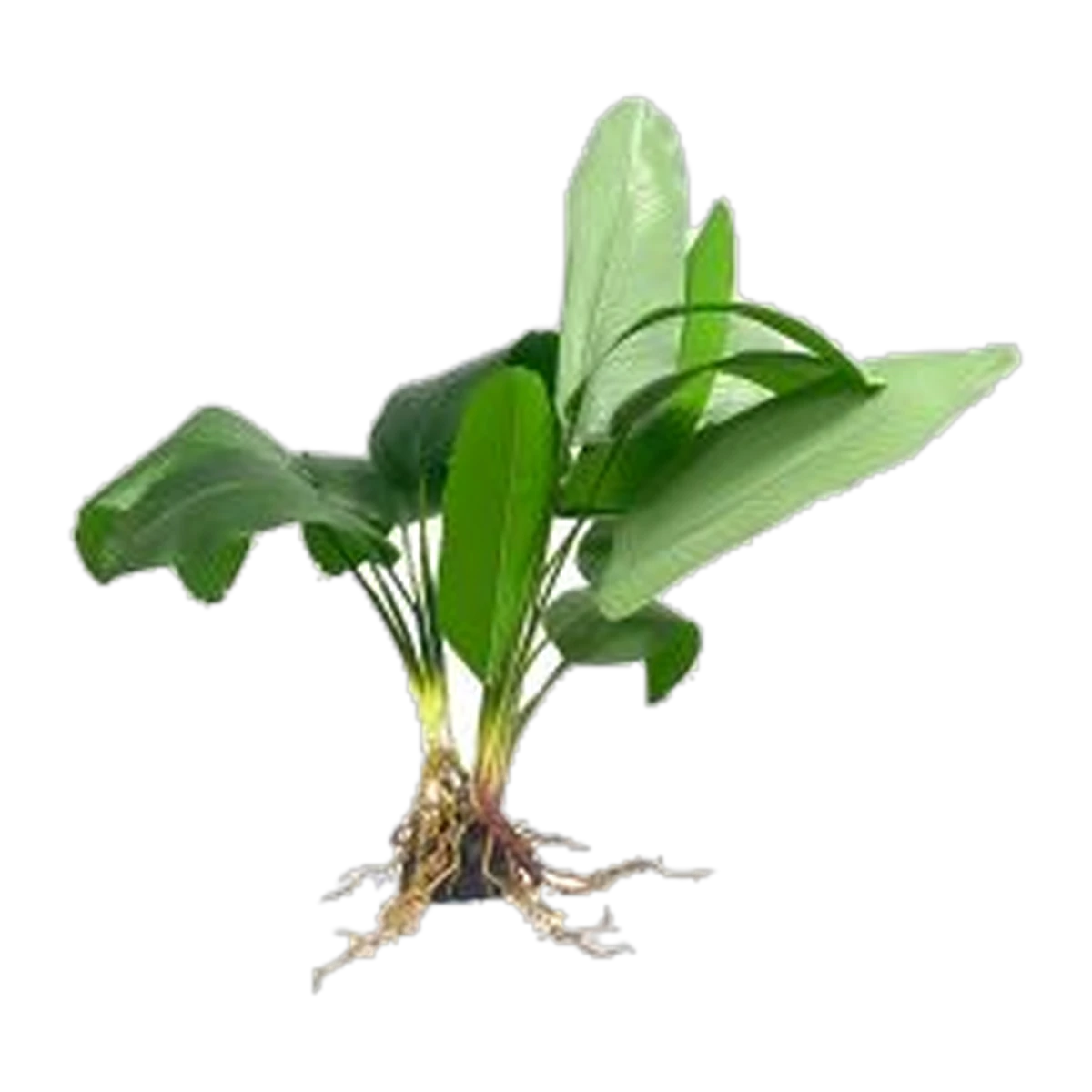Broad Fern XL 50cm