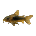 Bronze Corydoras | Osteogaster aeneus
