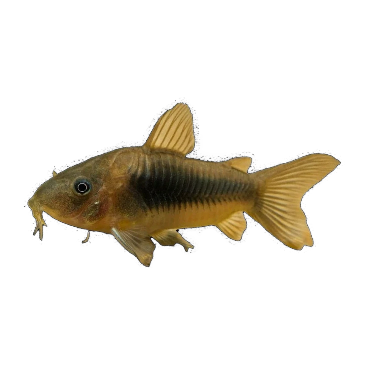 Bronze Corydoras | Osteogaster aeneus