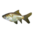 Bronze Goldfish