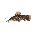 Brown Spotted Hoplo | Megalechis thoracata