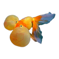Bubble Eye Goldfish | Carassius auratus
