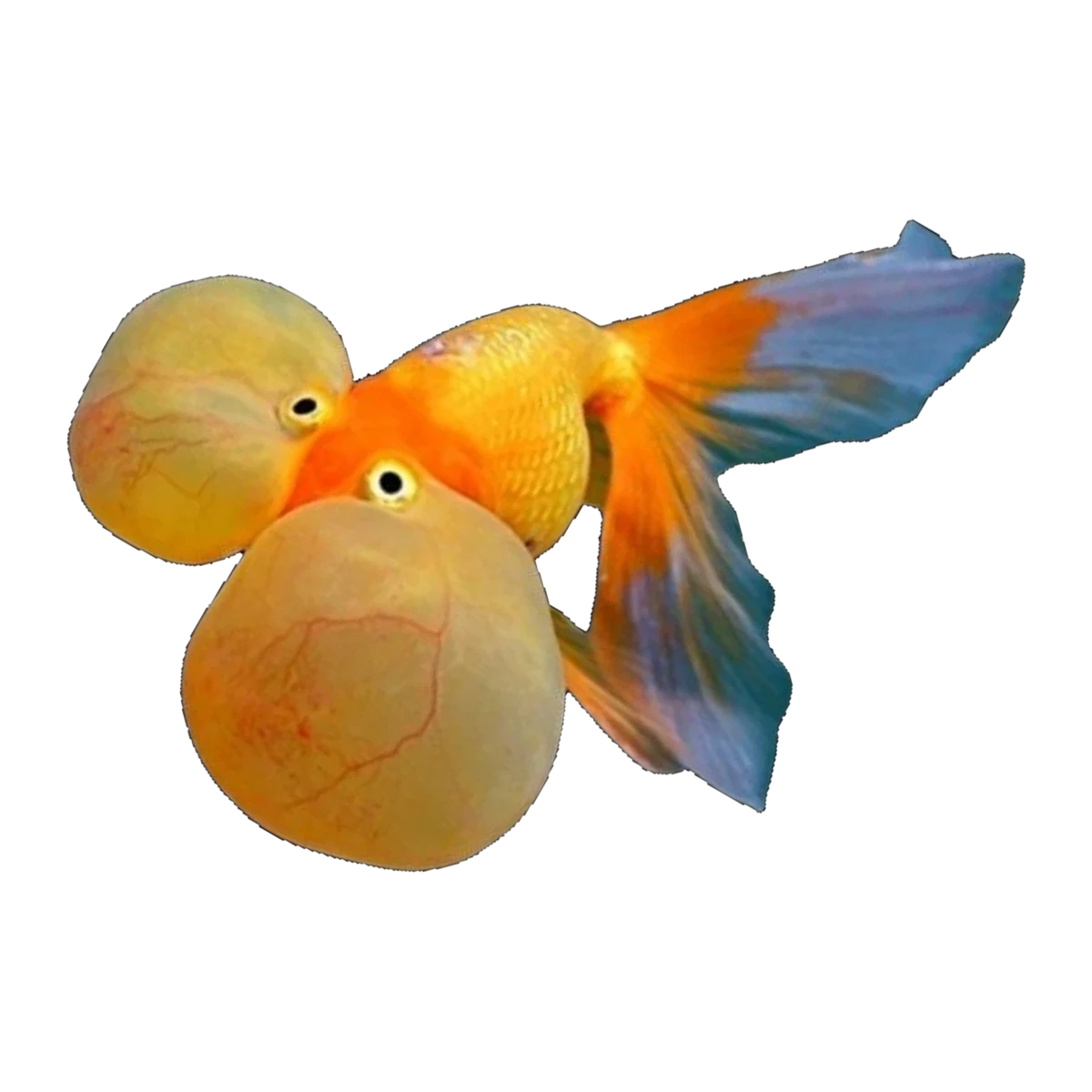 Bubble Eye Goldfish | Carassius auratus