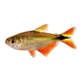 Buenos Aires Tetra
