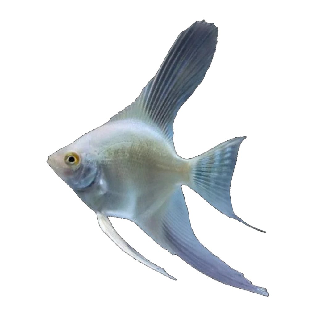 Bulgarian Platinum Angel