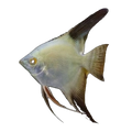 Bulgarian Seal Point Angel | Pterophyllum scalare