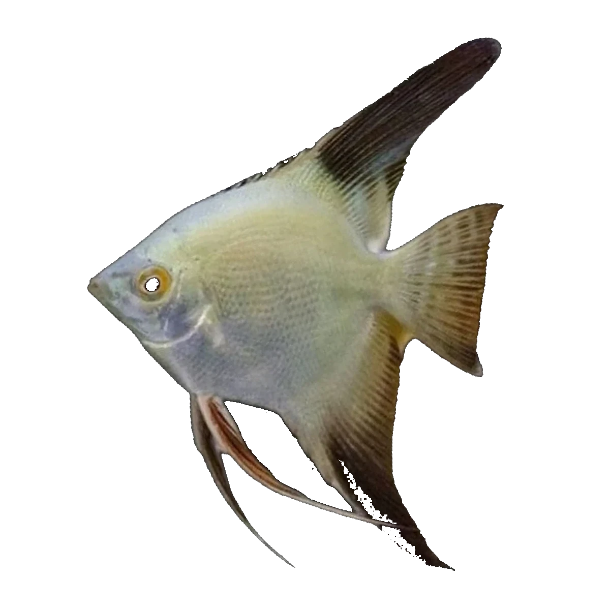 Bulgarian Seal Point Angel | Pterophyllum scalare