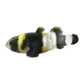 Bumble Bee Goby | Brachygobius xanthozonus