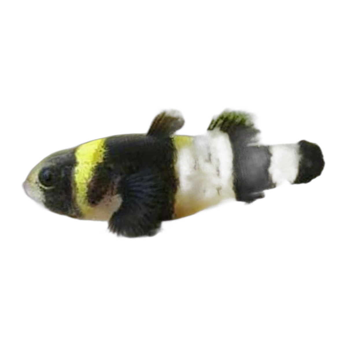Bumble Bee Goby | Brachygobius xanthozonus
