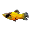 Bumble Bee Platy | Xiphophorus maculatus