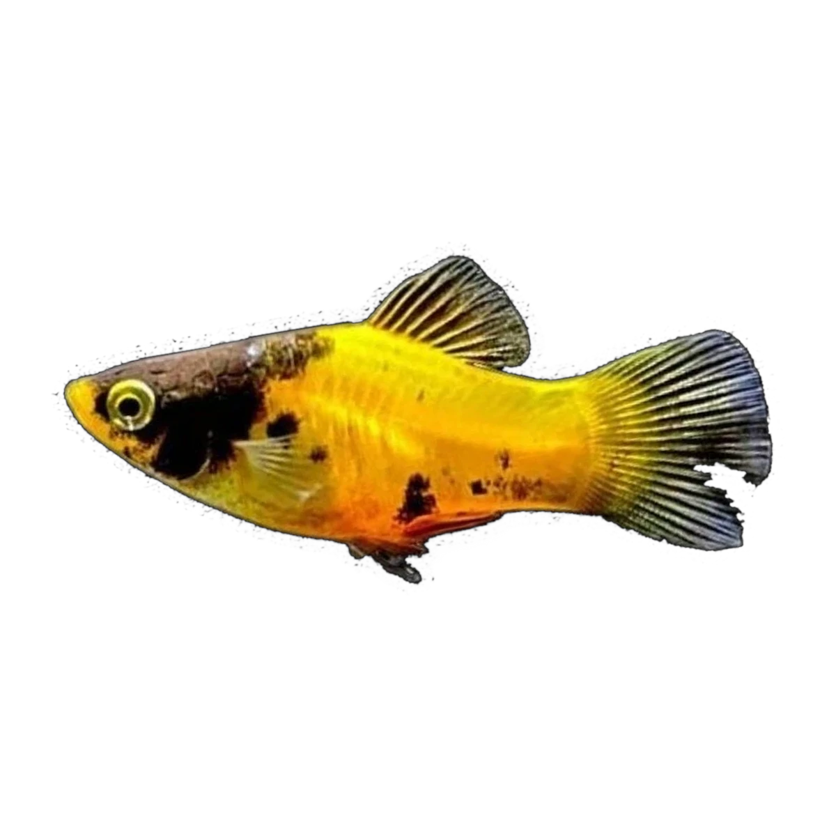 Bumble Bee Platy | Xiphophorus maculatus