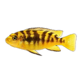 Bumblebee Cichlid (Pseudotropheus crabro), side profile facing right