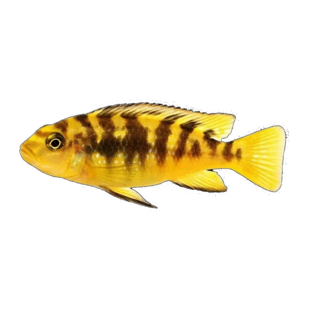 Bumblebee Cichlid (Pseudotropheus crabro), side profile facing right