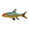 Burmese Rummy Nose Rasbora
