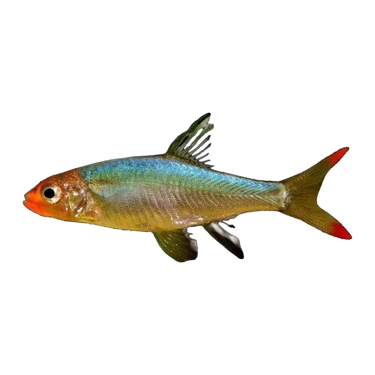 Burmese Rummy Nose Rasbora