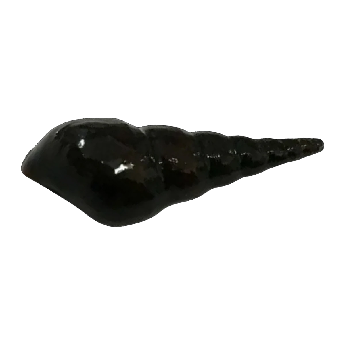 Burrowing Snail