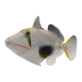 Bursa Triggerfish | Rhinecanthus verrucosus