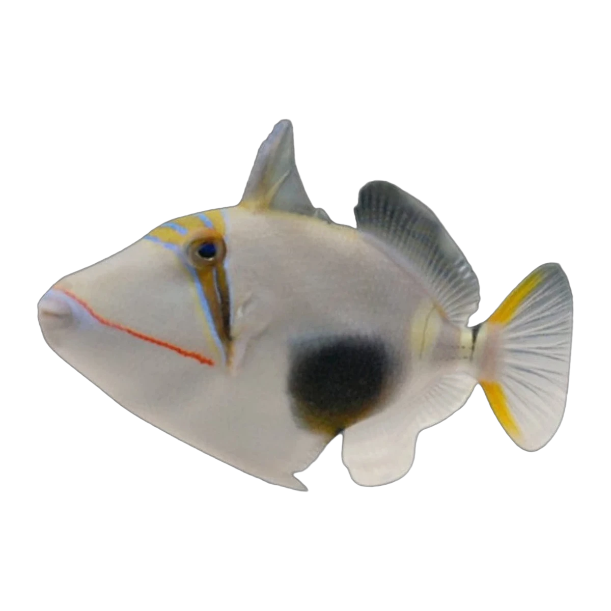 Bursa Triggerfish | Rhinecanthus verrucosus
