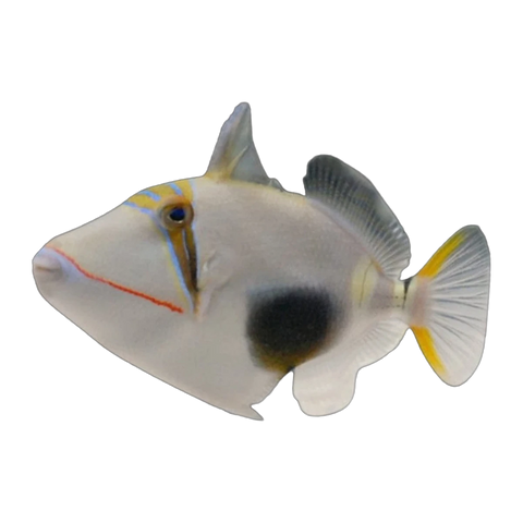 Bursa Triggerfish | Rhinecanthus verrucosus