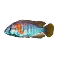 Burton's Mouthbrooder – Astatotilapia burtoni