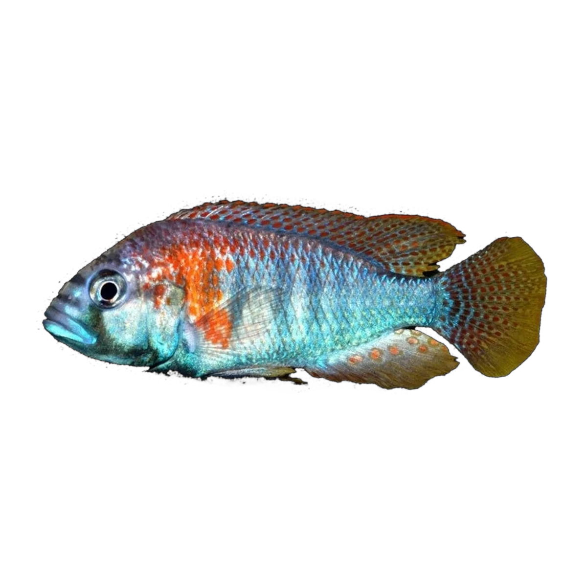 Burton's Mouthbrooder – Astatotilapia burtoni