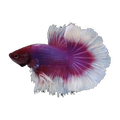 Butterfly Halfmoon Fighting Fish | Betta splendens