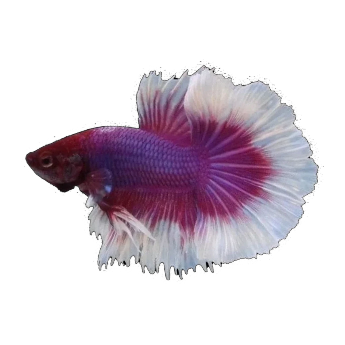 Butterfly Halfmoon Fighting Fish | Betta splendens