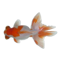 Butterfly Tail Goldfish