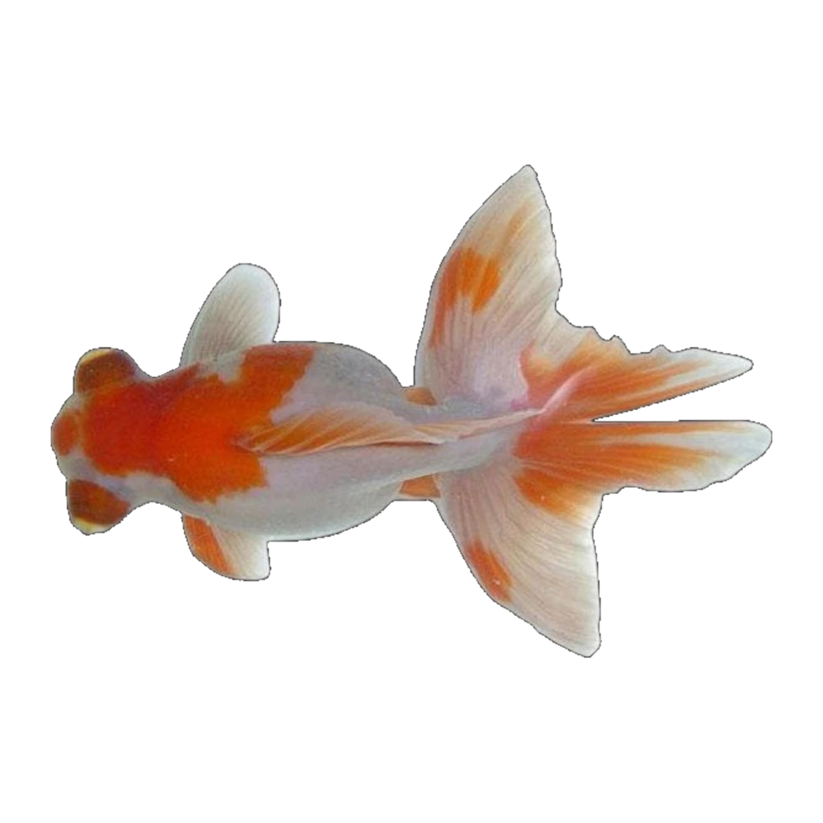 Butterfly Tail Goldfish