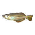 Cairns Rainbowfish