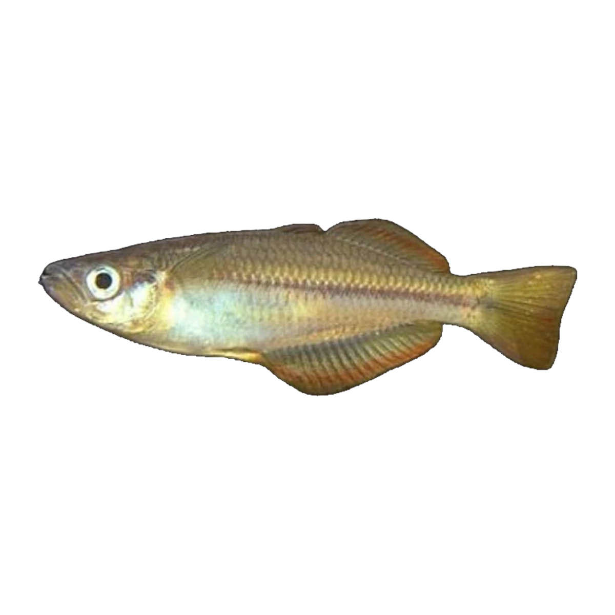 Cairns Rainbowfish