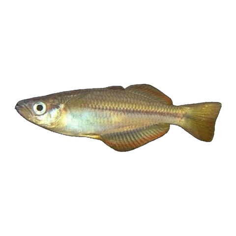 Cairns Rainbowfish