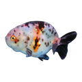 Calico Ranchu