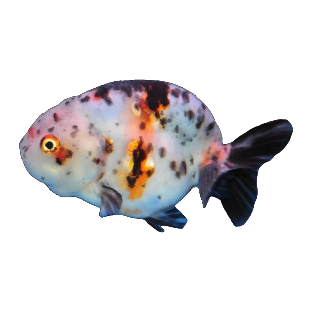 Calico Ranchu