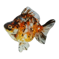 Calico Ryukin