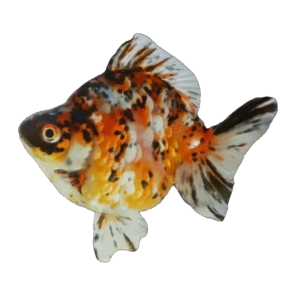 Calico Ryukin