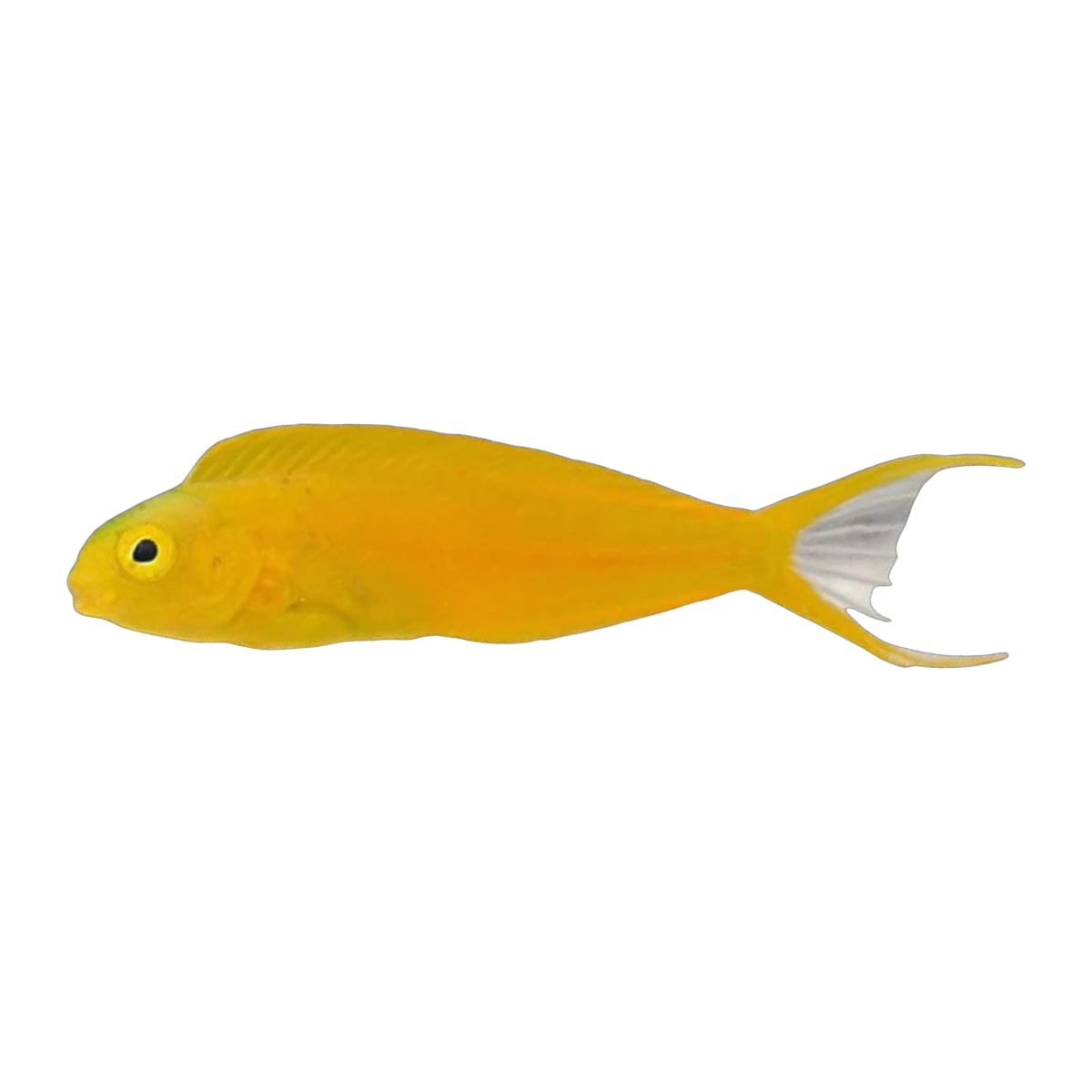 Canary Blenny | Meiacanthus oualanensis