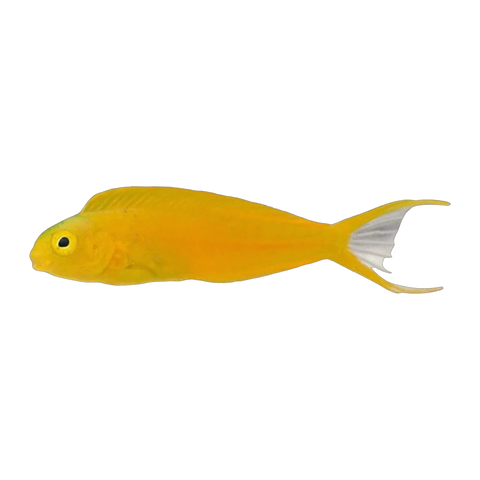 Canary Blenny | Meiacanthus oualanensis