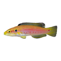 Candy Hogfish | Bodianus bimaculatus