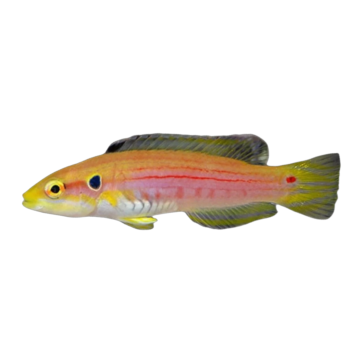 Candy Hogfish | Bodianus bimaculatus