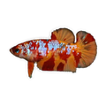 Candy Plakat Female Fighter | Betta splendens