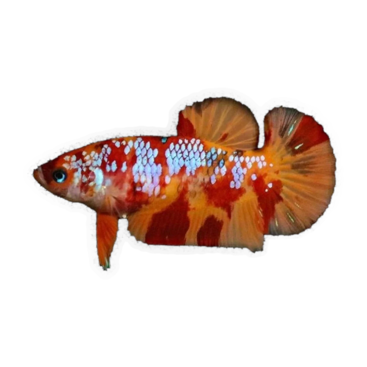 Candy Plakat Female Fighter | Betta splendens