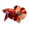 Candy Plakat Male | Betta splendens