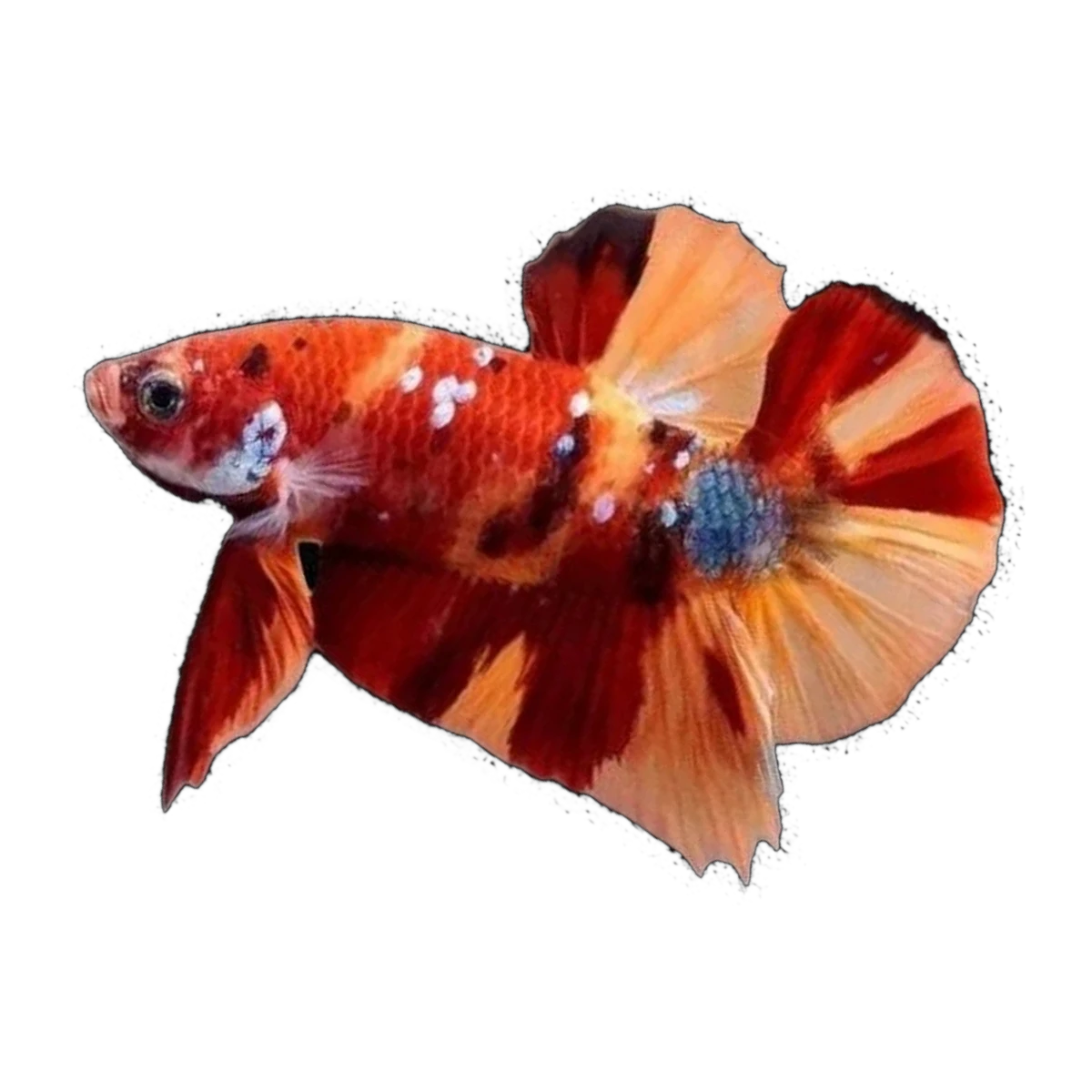 Candy Plakat Male | Betta splendens