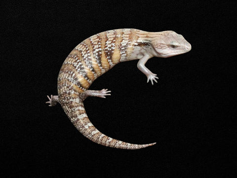 Northern Caramel White Blue Tongue Skink (Het T plus) | Tiliqua scincoides intermedia