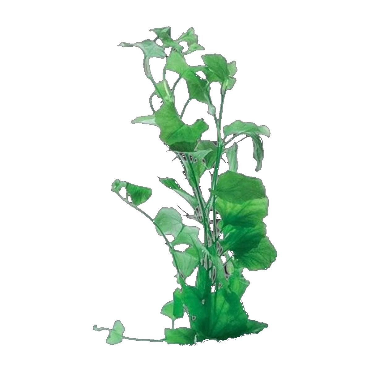 Cardamine Lyrata