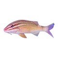 Cardinal Goatfish | Parupeneus ciliatus