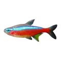 Cardinal Tetra